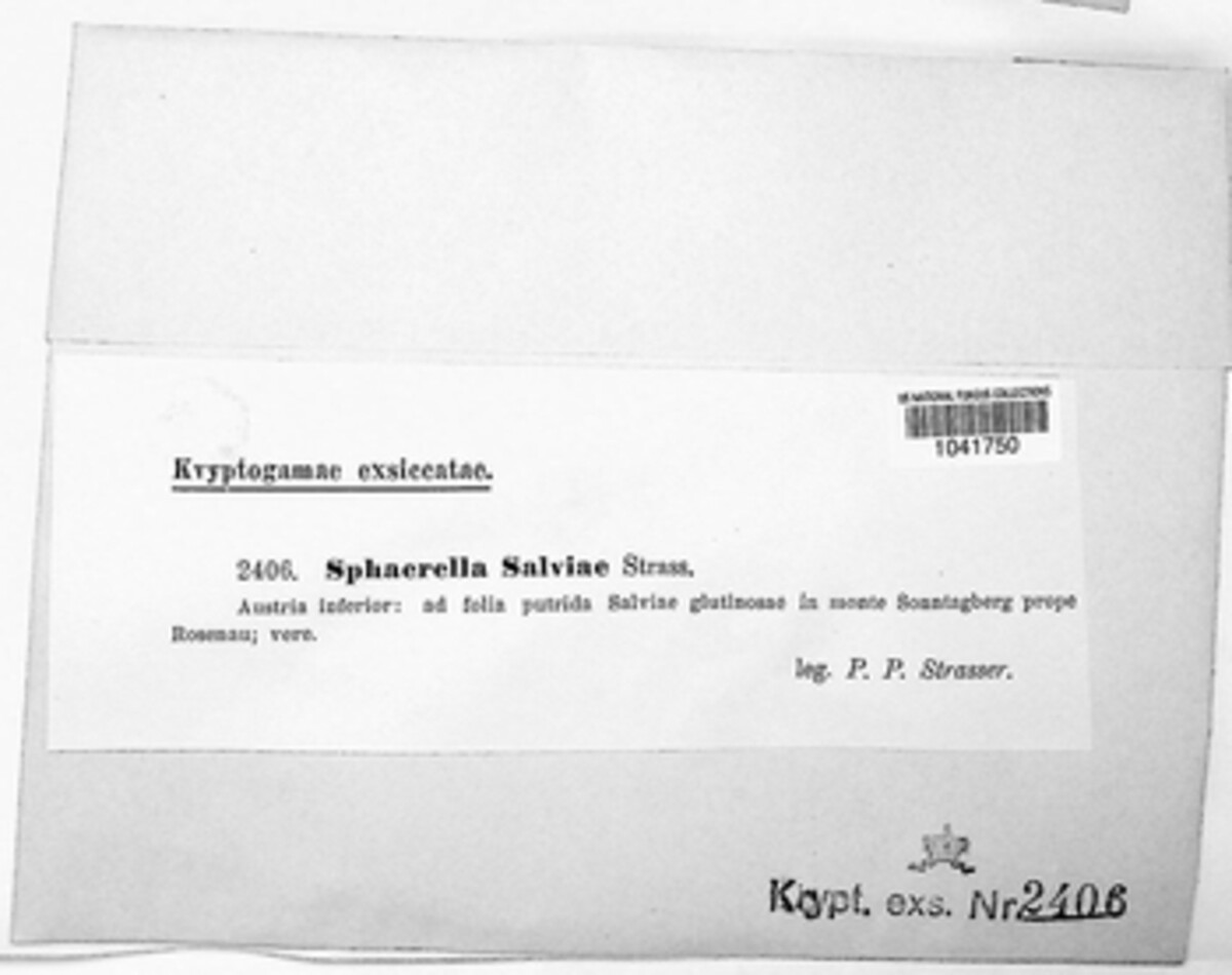 Mycosphaerella salviae image